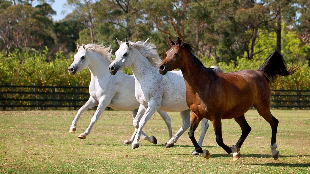 simeon-stud-3-horses-b
